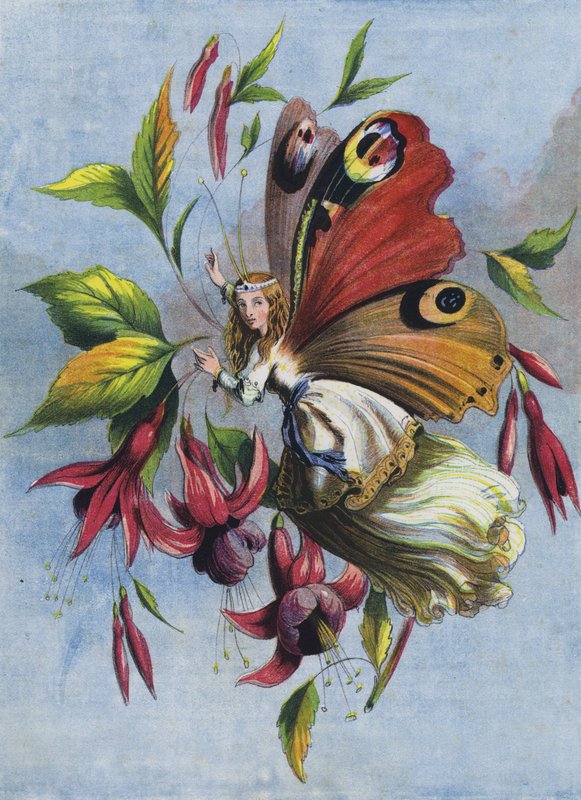 Como a Lady Butterfly passou o dia (litografia a cores) de English School