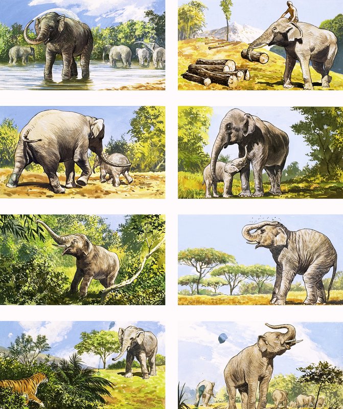 Como um elefante usa seu tronco de English School