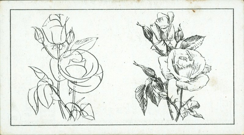 Como desenhar: Estudo de uma rosa (litografia) de English School