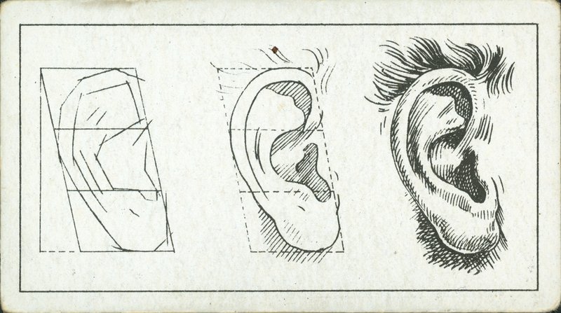 Como desenhar: A orelha (litografia) de English School