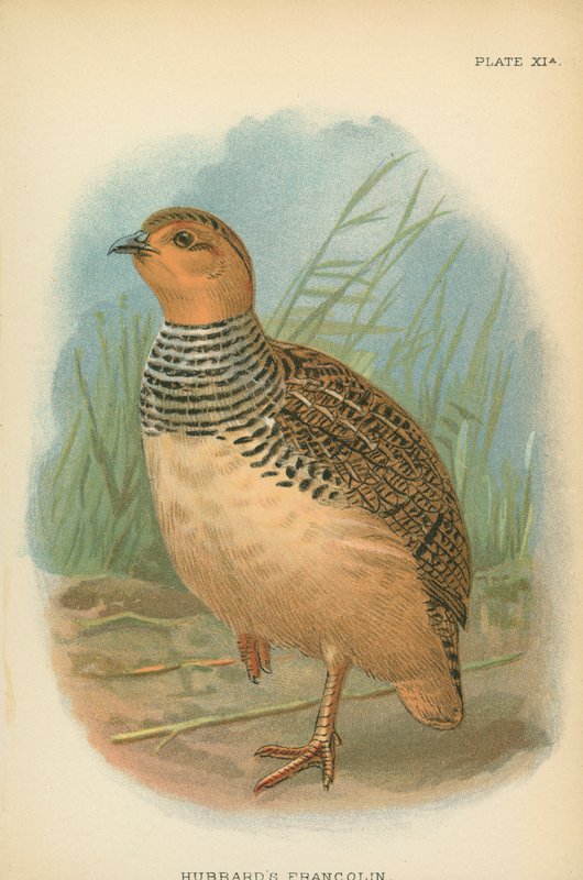 Francolin de Hubbard de English School