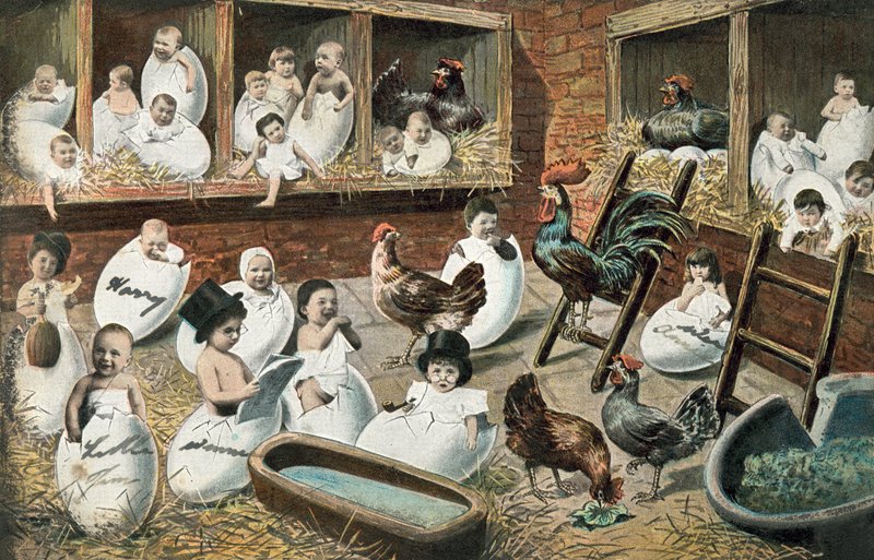 Bebês humanos nascendo de ovos de galinha de English School