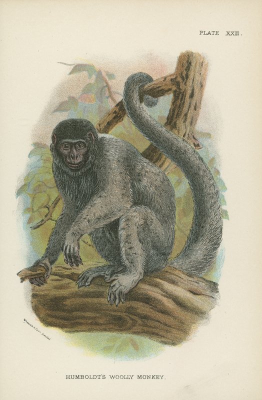 Macaco Woolly de Humboldts de English School