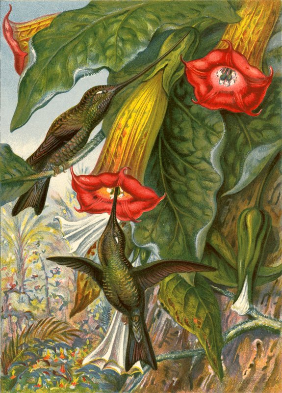 Beija-flores de English School