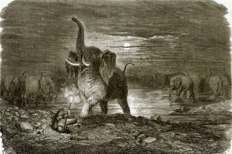 Caçador e elefante de English School