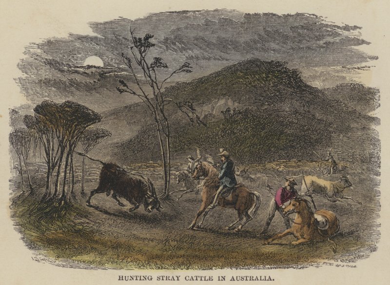 Hunting Stray Cattle in Australia (gravura colorida) de English School
