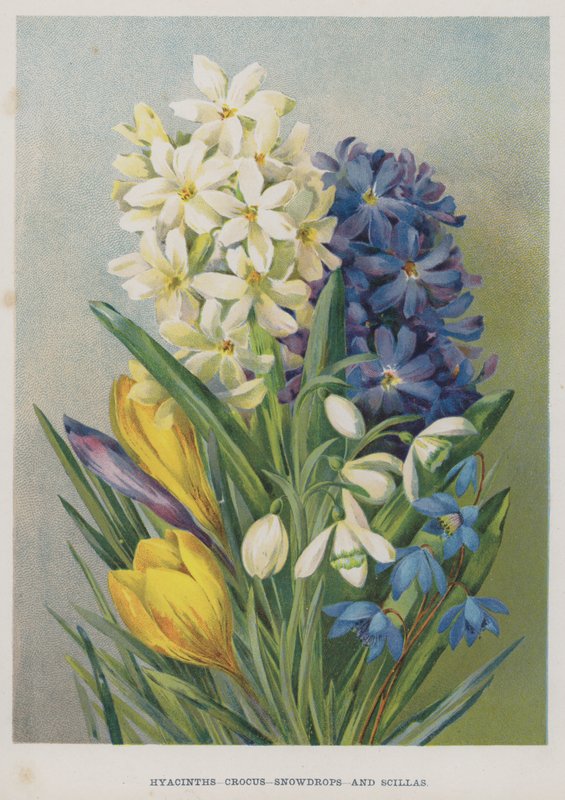Jacintos, Açafrão, Snowdrops e Scillas de English School