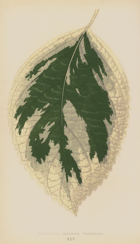 Hortênsia Japonica Variegata de English School