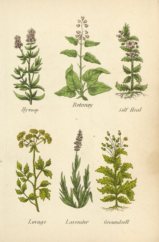 Hissopo, Betoney, Self Heal, Lovage, Alfazema, Groundsell (litografia a cores) de English School