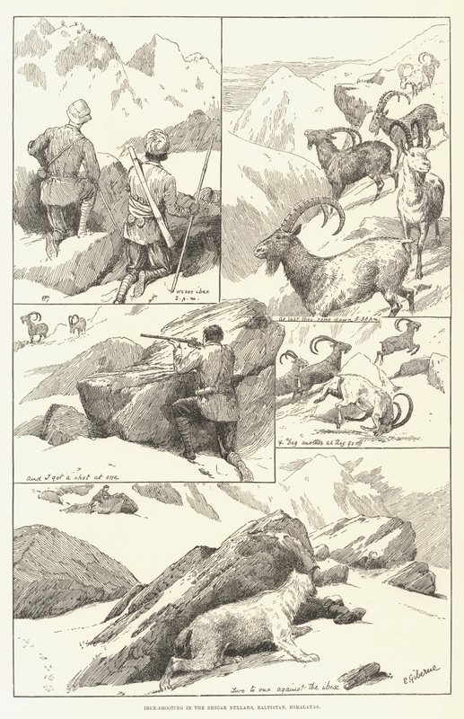 Ibex-Shooting in the Shigar Nullahs, Baltistan, Himalayas (gravura) de English School