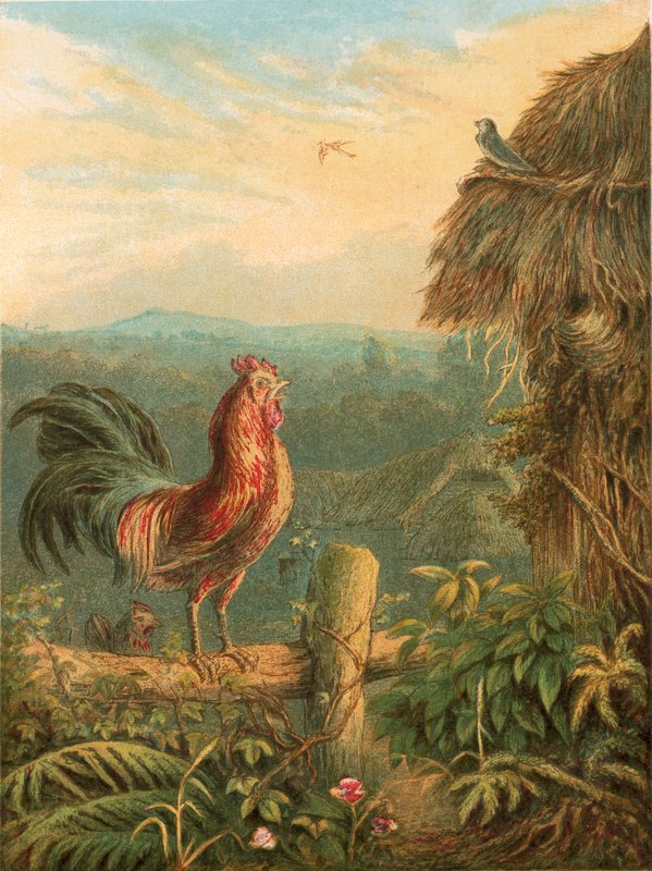 Ilustração para elegia de Gray de English School