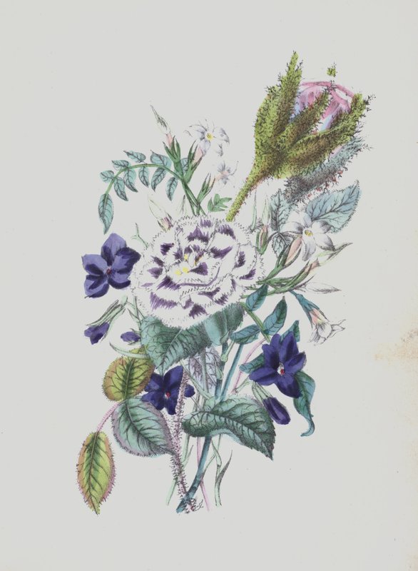 Ilustração para o álbum Moss Rose (litografia a cores) de English School