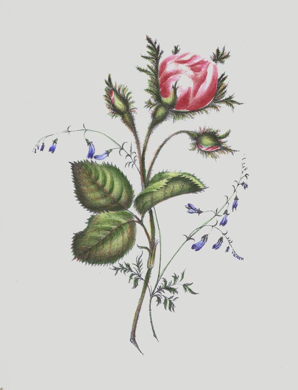 Ilustração para Moss Rose Album de English School
