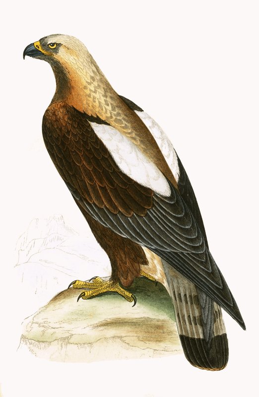 Águia Imperial, ilustração de "Uma História das Aves da Europa Não Observadas nas Ilhas Britânicas", de Charles Robert Bree (1811-1886), publicada em 1867 de English School