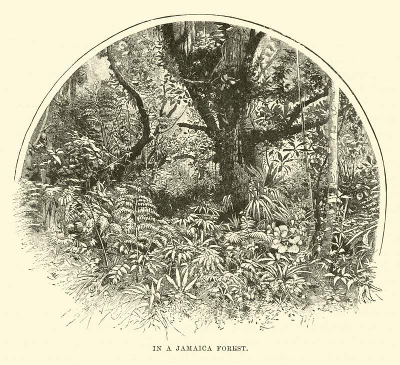 Em uma floresta da Jamaica de English School