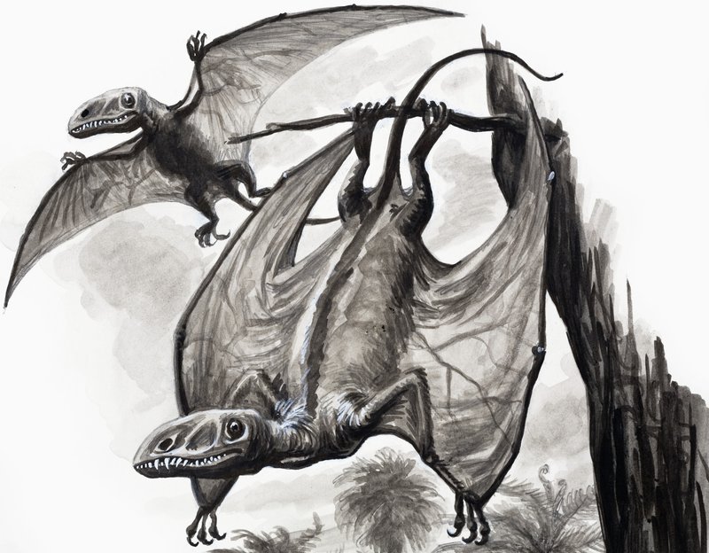 Nos Dias dos Dinossauros: Caçadores de Altura de English School