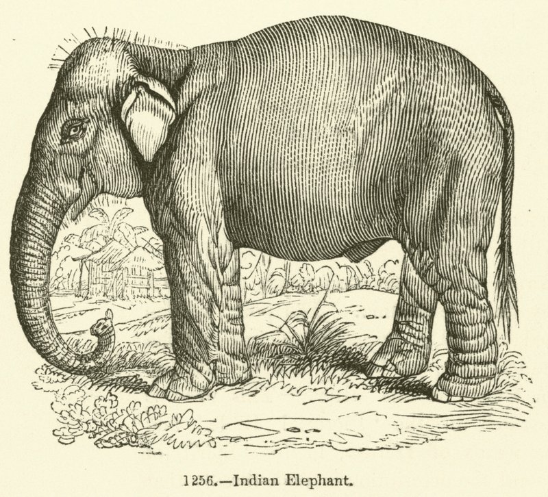 Elefante indiano (gravura) de English School