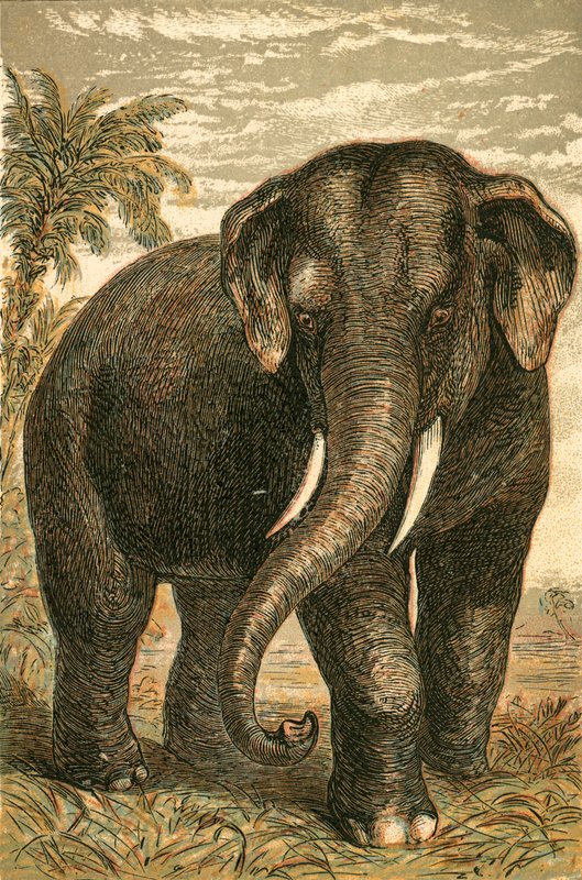Elefante indiano de English School