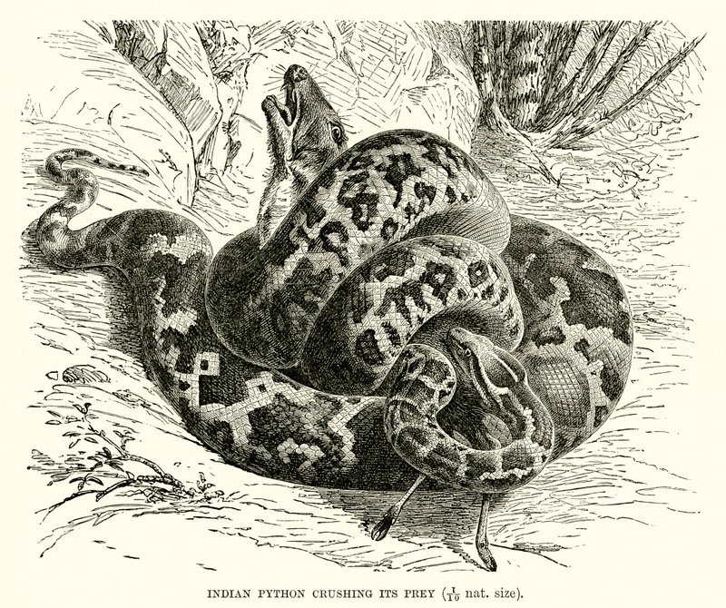 Python indiano esmagando sua presa de English School