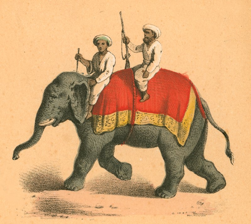 Índios em um elefante de English School