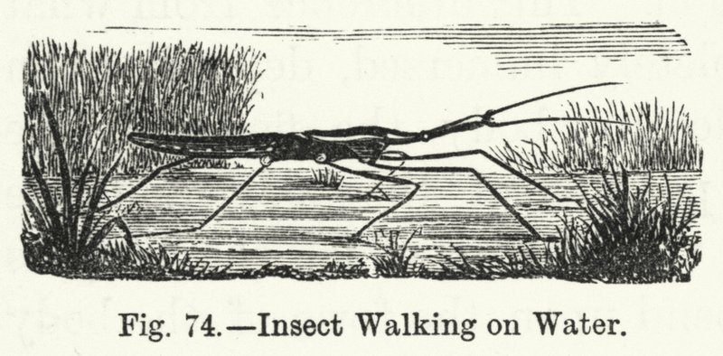 Caminhada de Insectos na Água (gravura) de English School