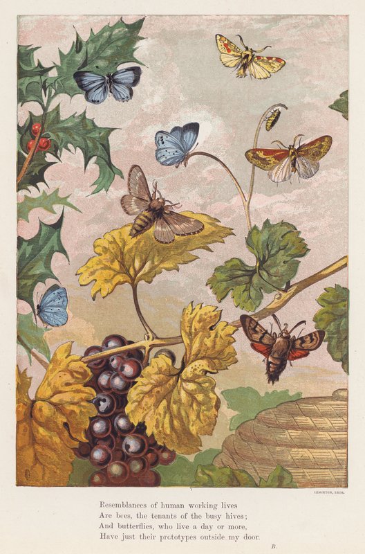 Insectos (litografia a cores) de English School