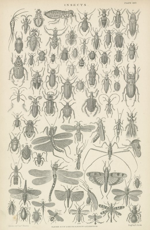 Insectos (gravura) de English School
