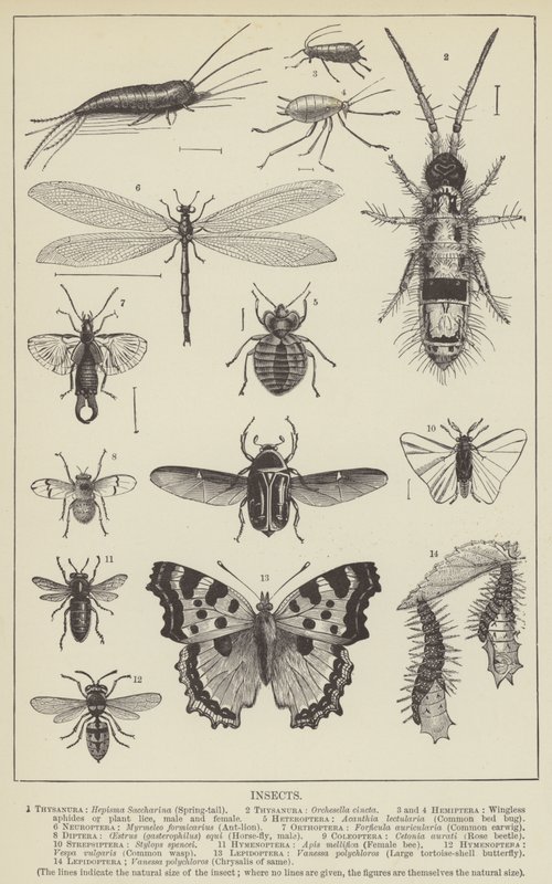 Insectos (gravura) de English School