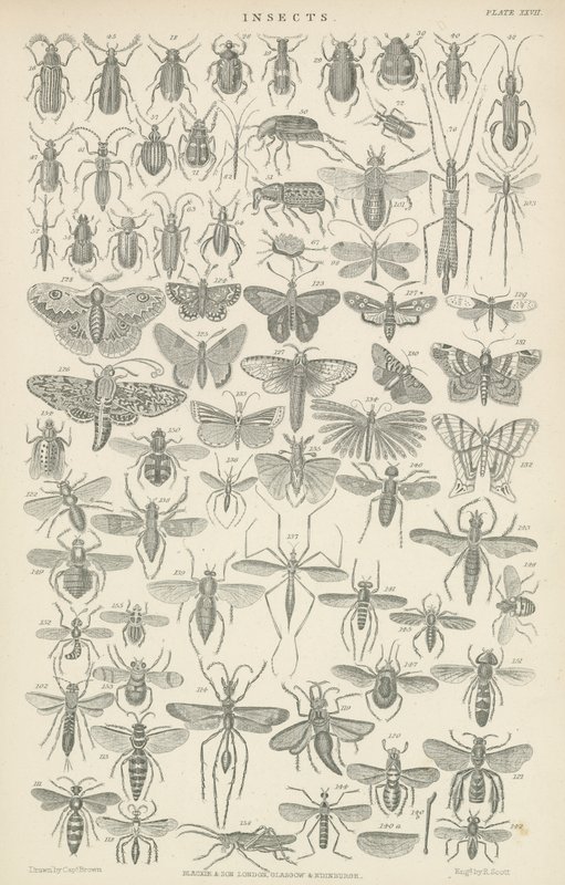 Insectos (gravura) de English School