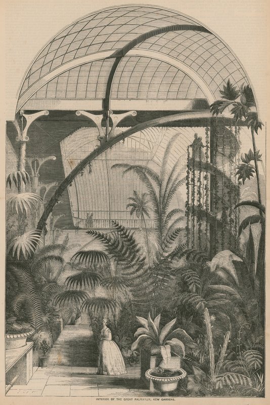 Interior, grande, palmarum, kew, jardins, londres de English School