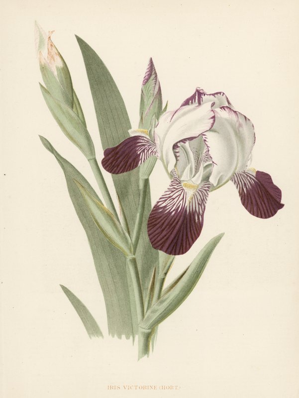 Iris Victorine (lito a cores) de English School