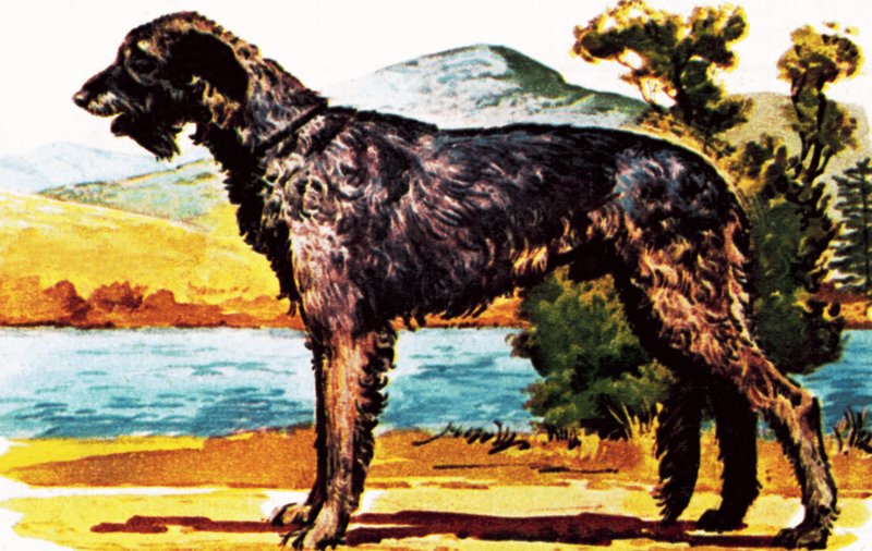Cão-lobo irlandês de English School