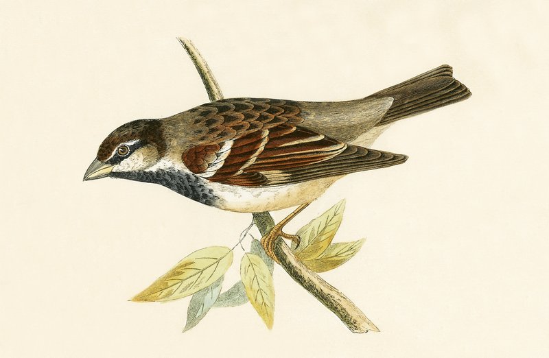 Pardal italiano, ilustração de &39;Uma história das aves da Europa não observadas nas ilhas britânicas&39; por Charles Robert Bree (1811-1886), publicado em 1867 de English School