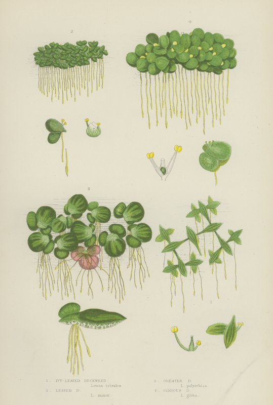 Lentilha-de-água, Lentilha Menor, Lentilha Maior, Lentilha Gibosa (cor litho) de English School