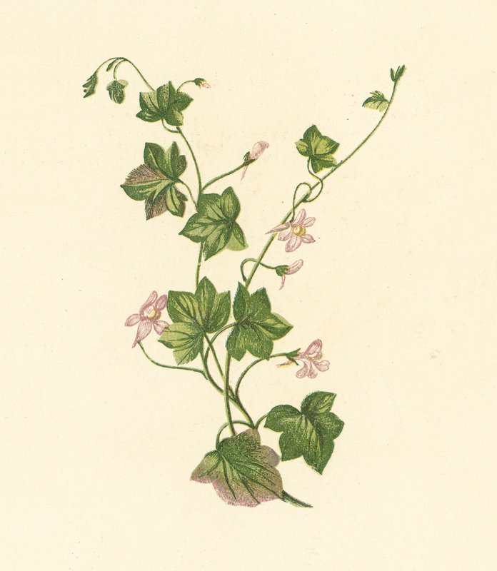 Linaria Cymbalaria (litografia a cores) de English School