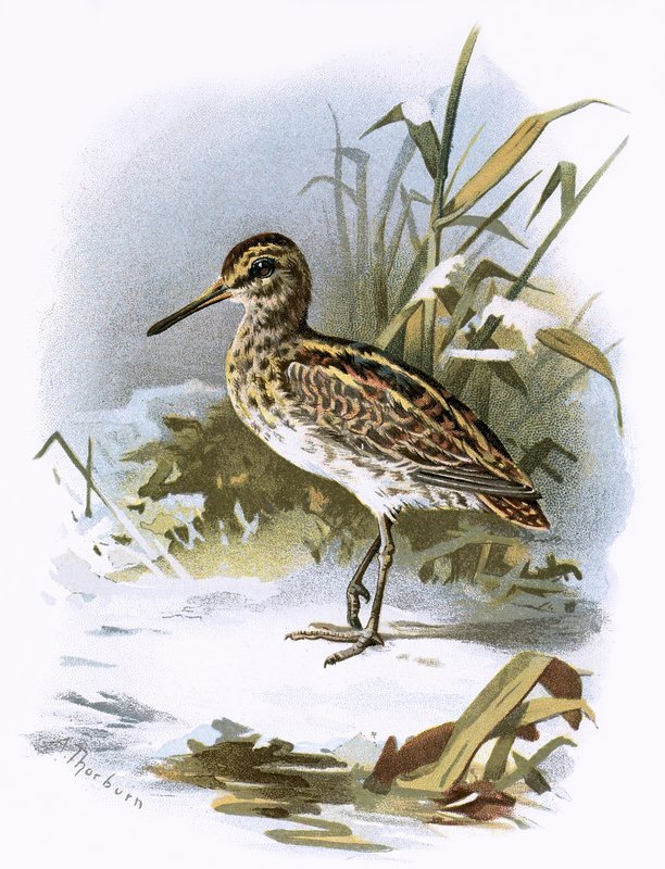 Jack Snipe de English School