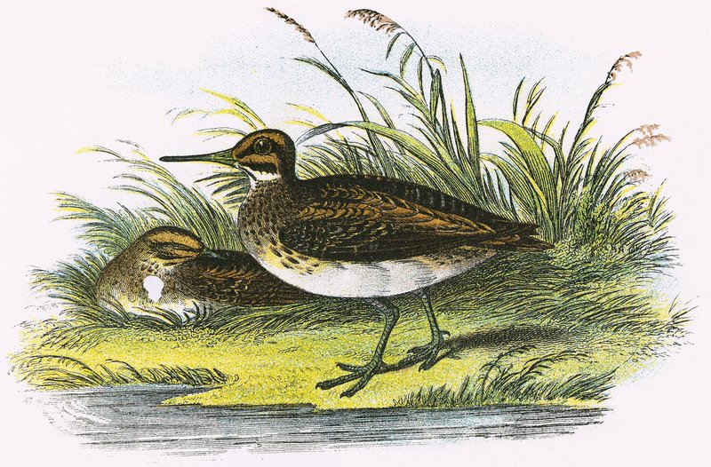 Jack Snipe de English School