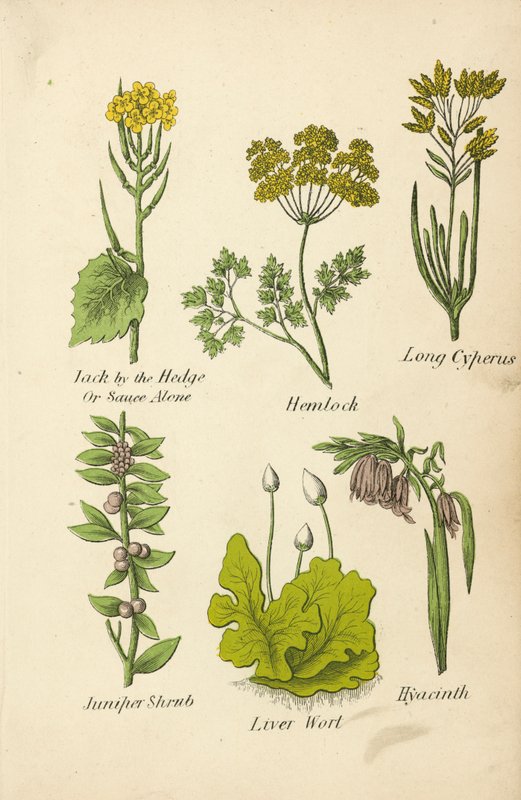 Jack by the Hedge Ou Sauce Alone, Cicuta, Cyperus longa, Juniper Shrub, Liver Wort, Hyacinth (litografia a cores) de English School