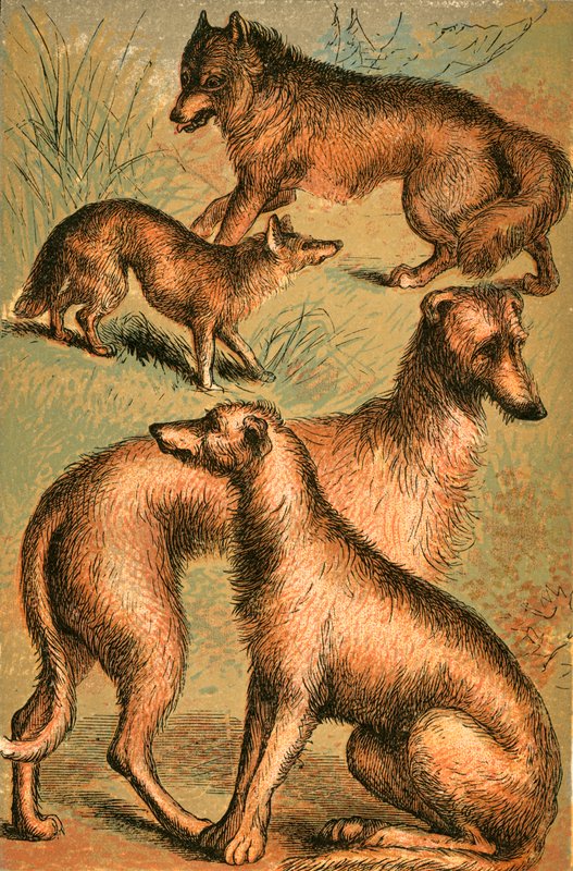 Chacal, lobo, Wolfhound irlandês e Deerhound de English School