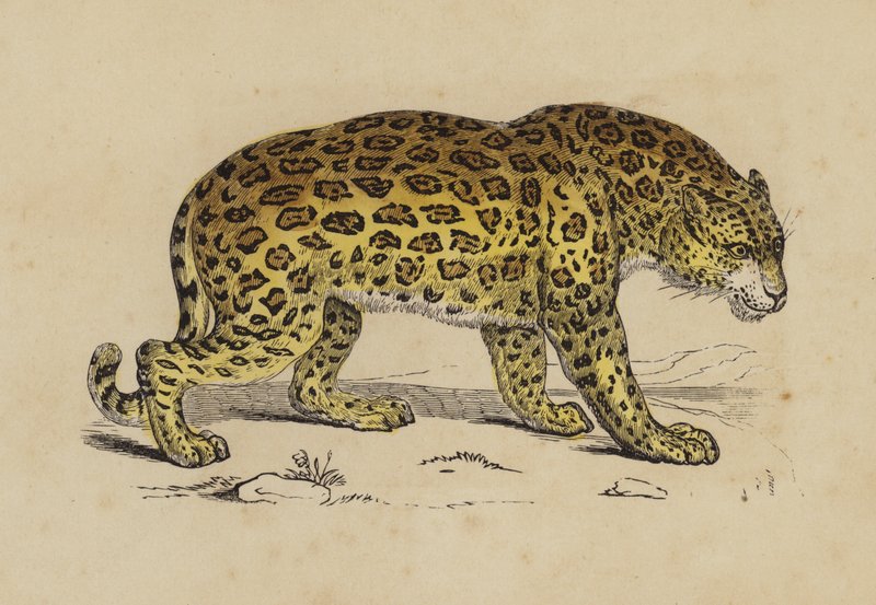 Jaguar (cor litho) de English School