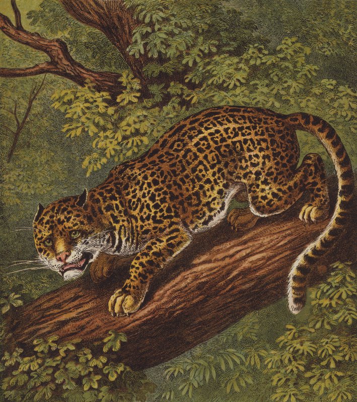Jaguar (cor litho) de English School