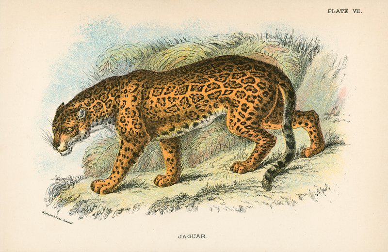 Jaguar de English School