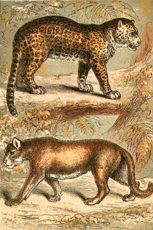 Jaguar e Puma de English School