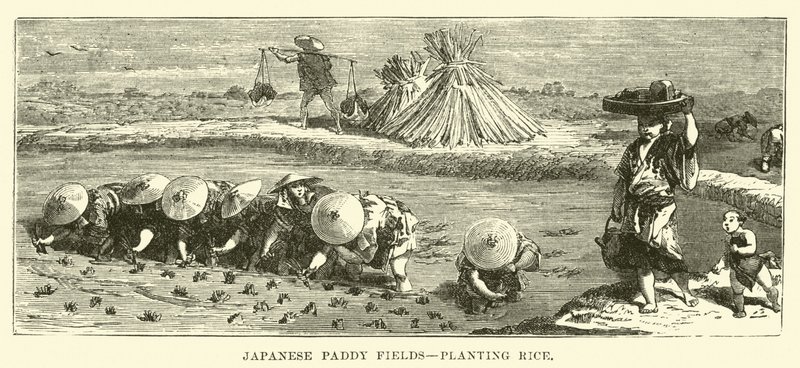 Arrozais japoneses, plantio de arroz de English School