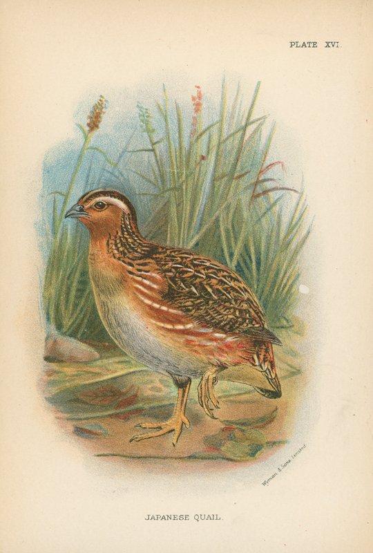 Codorna Japonesa de English School
