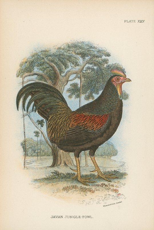 Javan Jungle-Fowl de English School