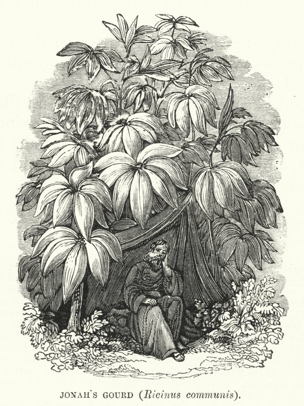 Cabaça de Jonas, Ricinus communis (gravura) de English School