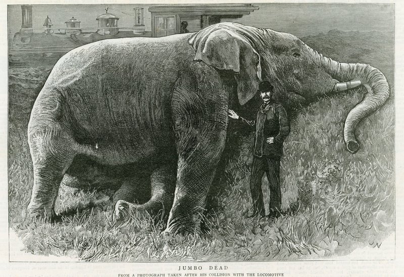 Jumbo, morto de English School