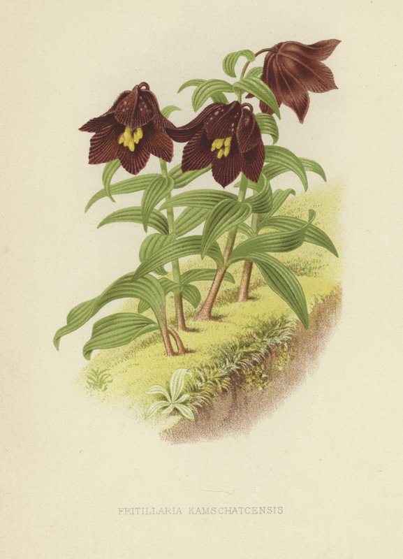 Fritilária de Kamchatka ou lírio de Kamchatka de English School