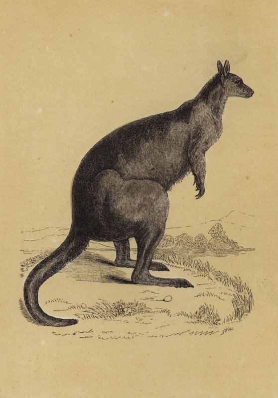 Canguru (cor litho) de English School